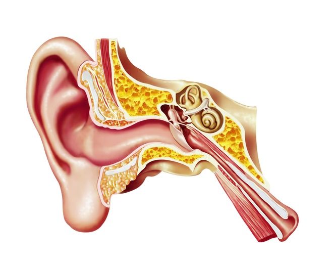 Illustration of the ear anatomy